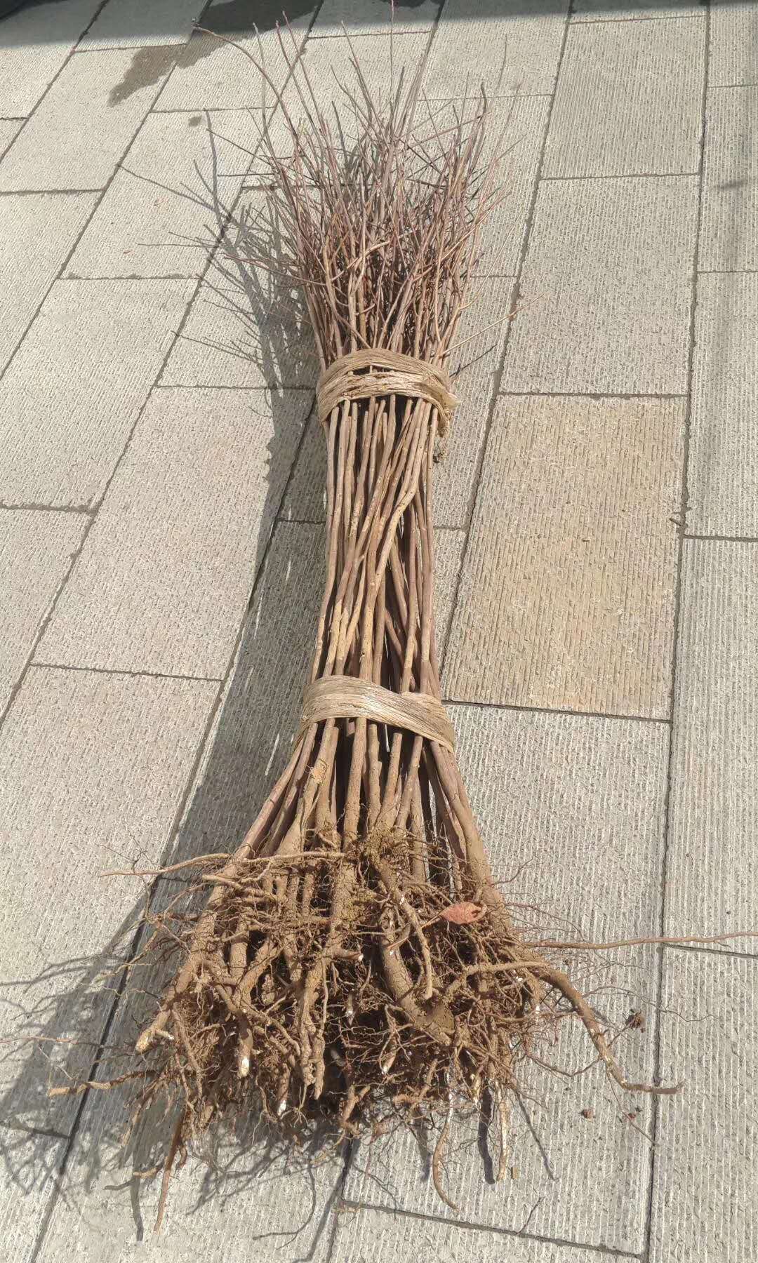 黃櫨樹有哪些特點？我們一起來看看