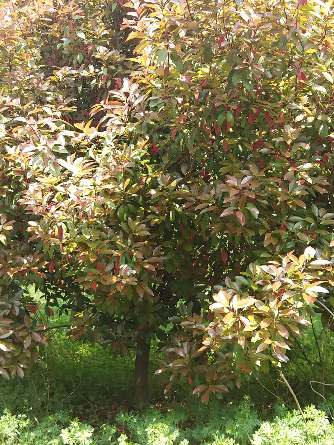 歐石楠好不好養？歐石楠的種植有哪些要求