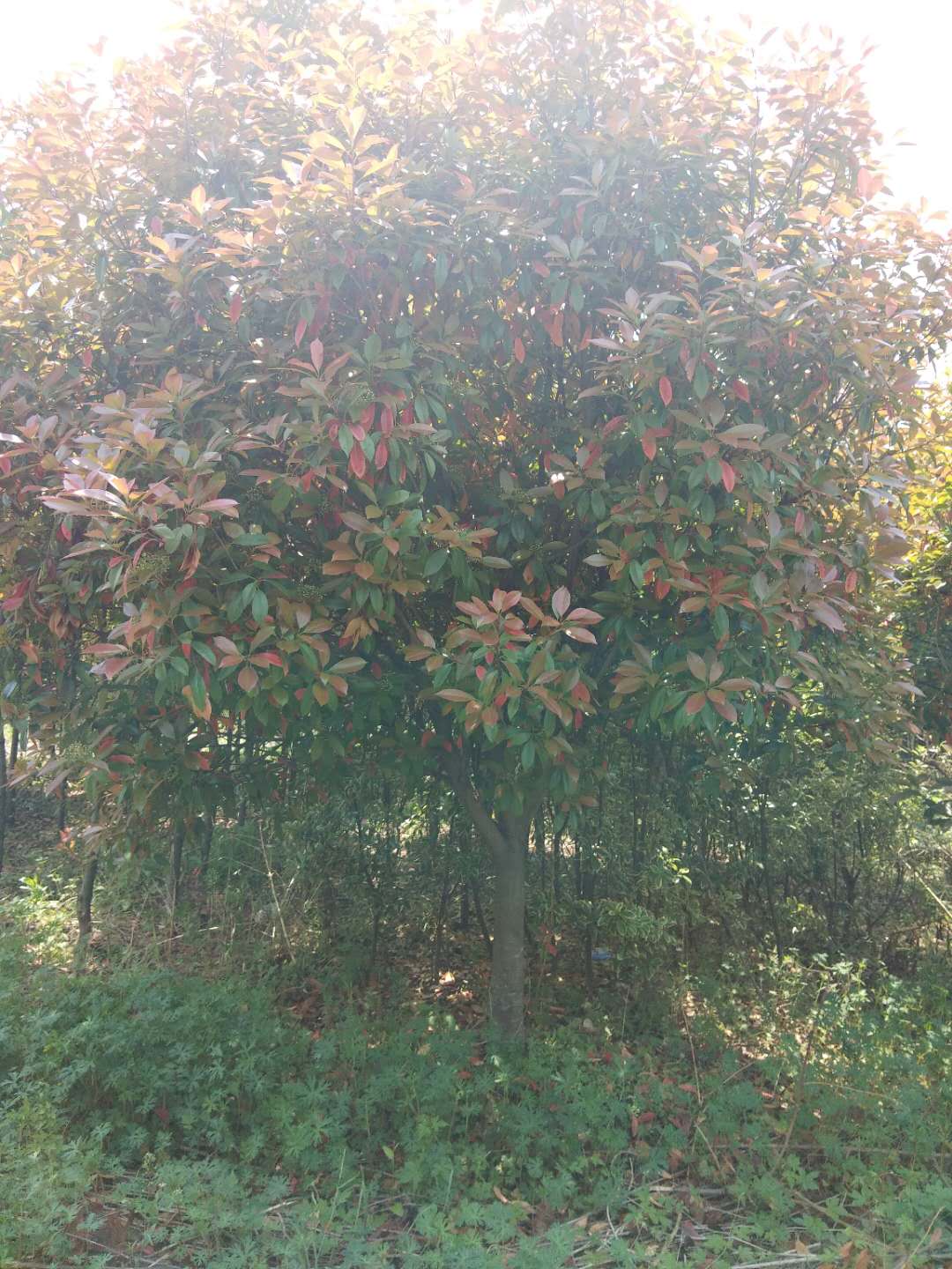 歐石楠好不好養？歐石楠的種植有哪些要求