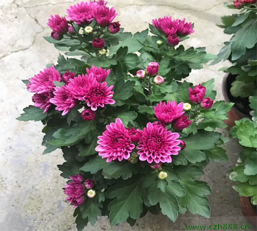 荷蘭菊的養(yǎng)殖方法介紹,要做好這些細(xì)節(jié)