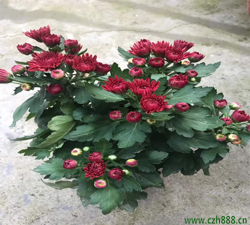 荷蘭菊的養(yǎng)殖方法介紹,要做好這些細(xì)節(jié)