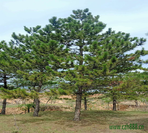 黑松大樹(shù)怎么移植？ 黑松的移植方法