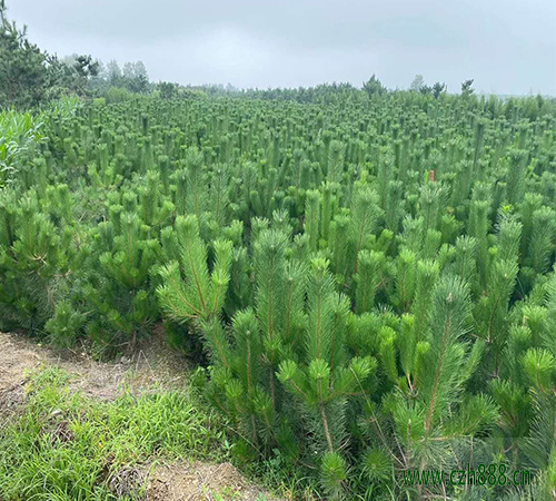 黑松大樹(shù)怎么移植？ 黑松的移植方法
