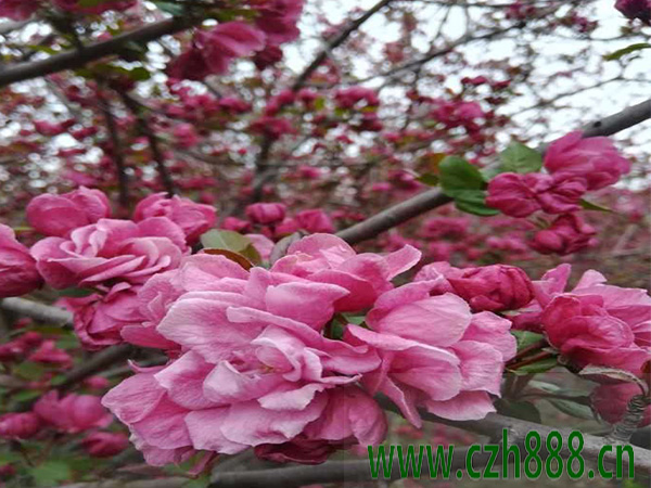 海棠種植方法和時(shí)間介紹