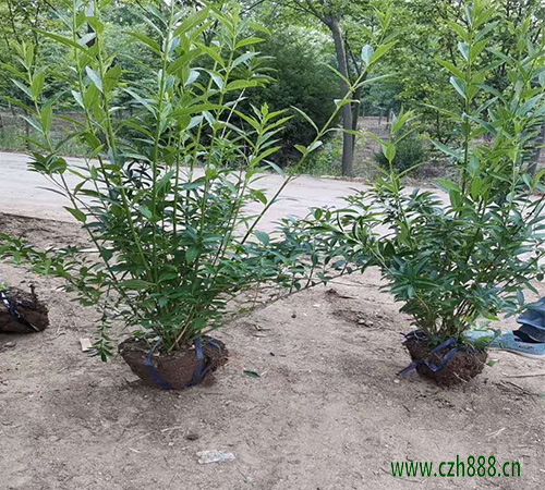 連翹適合在哪些地方種植？連翹種植后的管理方法