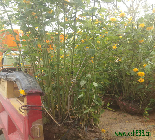 養(yǎng)植棣棠的注意事項(xiàng)有哪些？ 棣棠澆水要分季節(jié)
