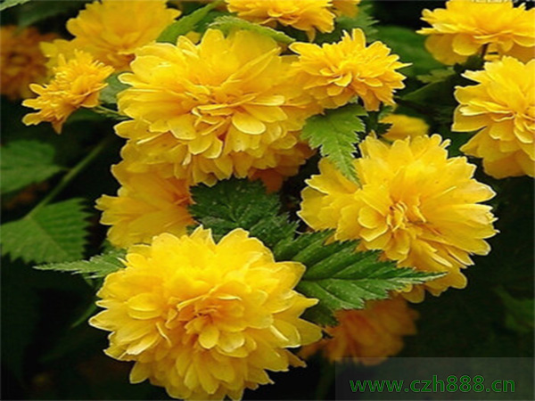 養(yǎng)植棣棠的注意事項(xiàng)有哪些？ 棣棠澆水要分季節(jié)