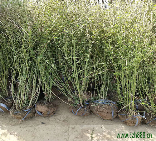 養(yǎng)植棣棠的注意事項(xiàng)有哪些？ 棣棠澆水要分季節(jié)