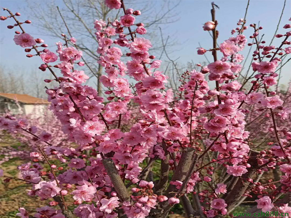 榆葉梅什么時候開花？ 榆葉梅的分布范圍