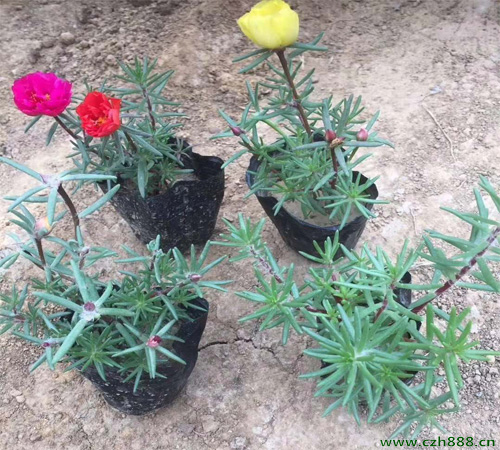 半枝蓮養植時會遇到哪些病蟲害？ 半枝蓮的病蟲害防治