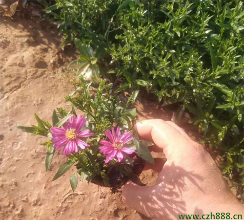 荷蘭菊的養殖方法介紹,要注意這些細節