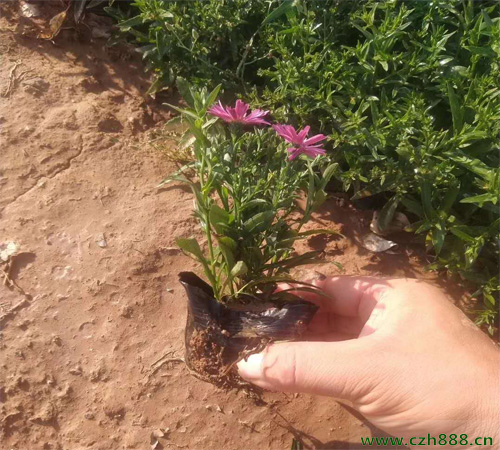 荷蘭菊的養殖方法介紹,要注意這些細節