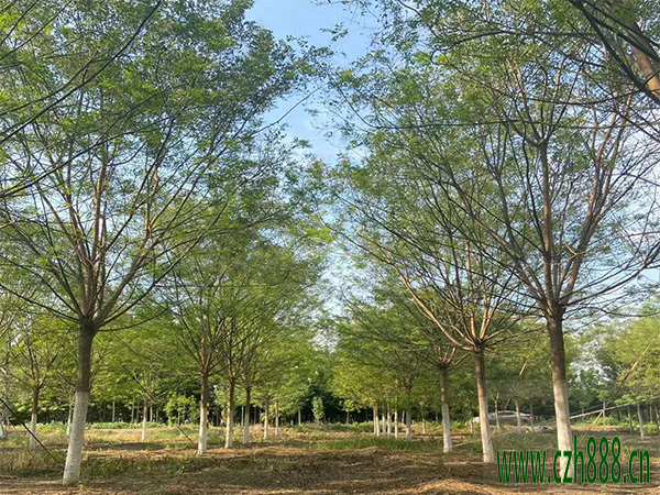 國槐移植后如何養護？ 國槐移植后養護管理方法