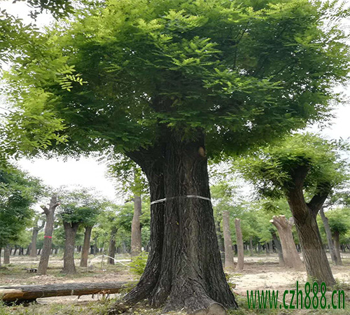 國槐移植后如何養護？ 國槐移植后養護管理方法