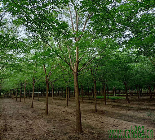 國槐移植后如何養護？ 國槐移植后養護管理方法