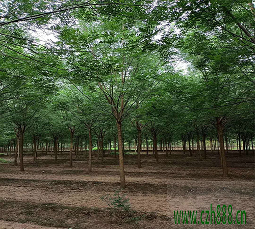 國槐移植后如何養護？ 國槐移植后養護管理方法