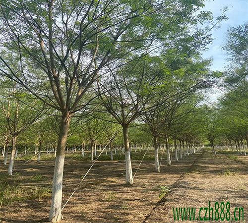 國槐移植后如何養護？ 國槐移植后養護管理方法