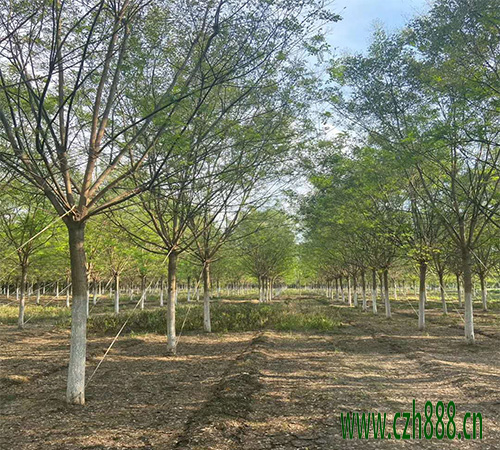 國槐移植后如何養護？ 國槐移植后養護管理方法