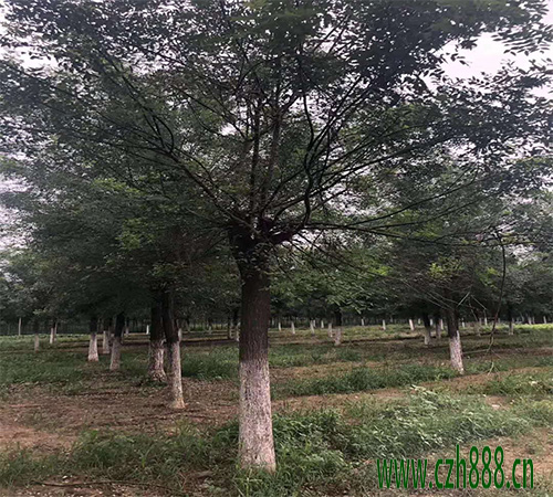 國槐移植后如何養護？ 國槐移植后養護管理方法