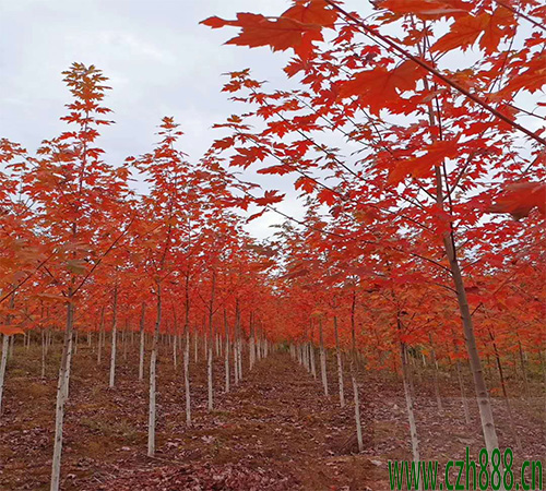 美國紅楓多久可以長大? 美國紅楓的生長速度
