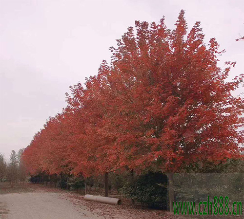 美國紅楓多久可以長大? 美國紅楓的生長速度