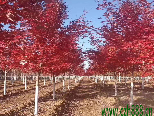 美國紅楓多久可以長大? 美國紅楓的生長速度