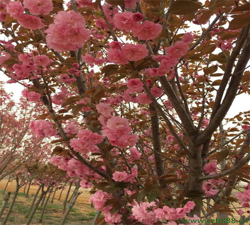 晚櫻又叫什么？ 晚櫻的花期是好久？