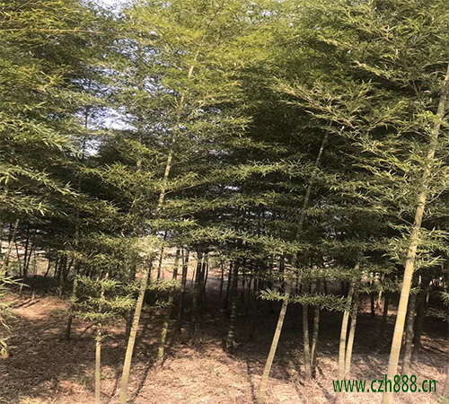 支竹的養(yǎng)植方法 支竹養(yǎng)植的注意事項