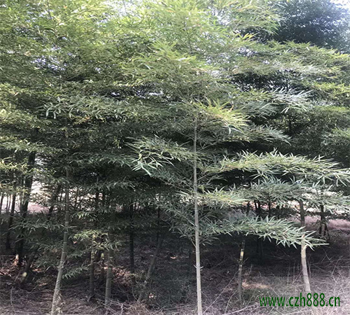 支竹的養(yǎng)植方法 支竹養(yǎng)植的注意事項