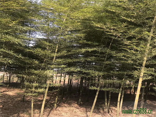 支竹的養(yǎng)植方法 支竹養(yǎng)植的注意事項