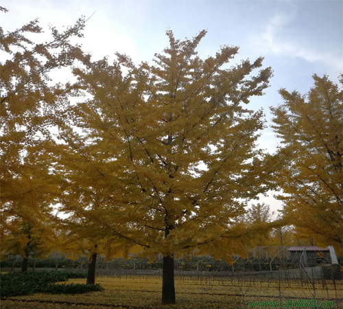 銀杏樹種植有沒有方位要求？