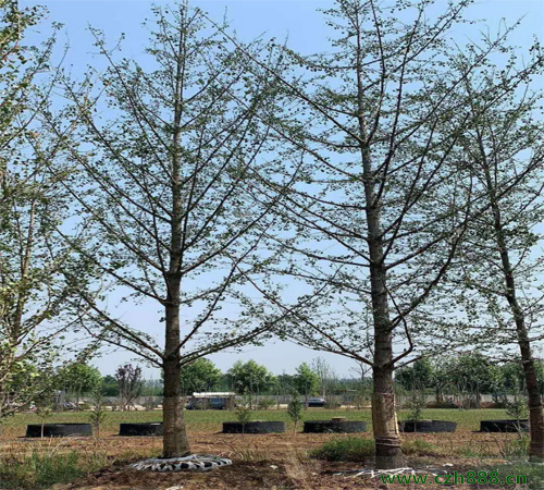 銀杏樹種植有沒有方位要求？